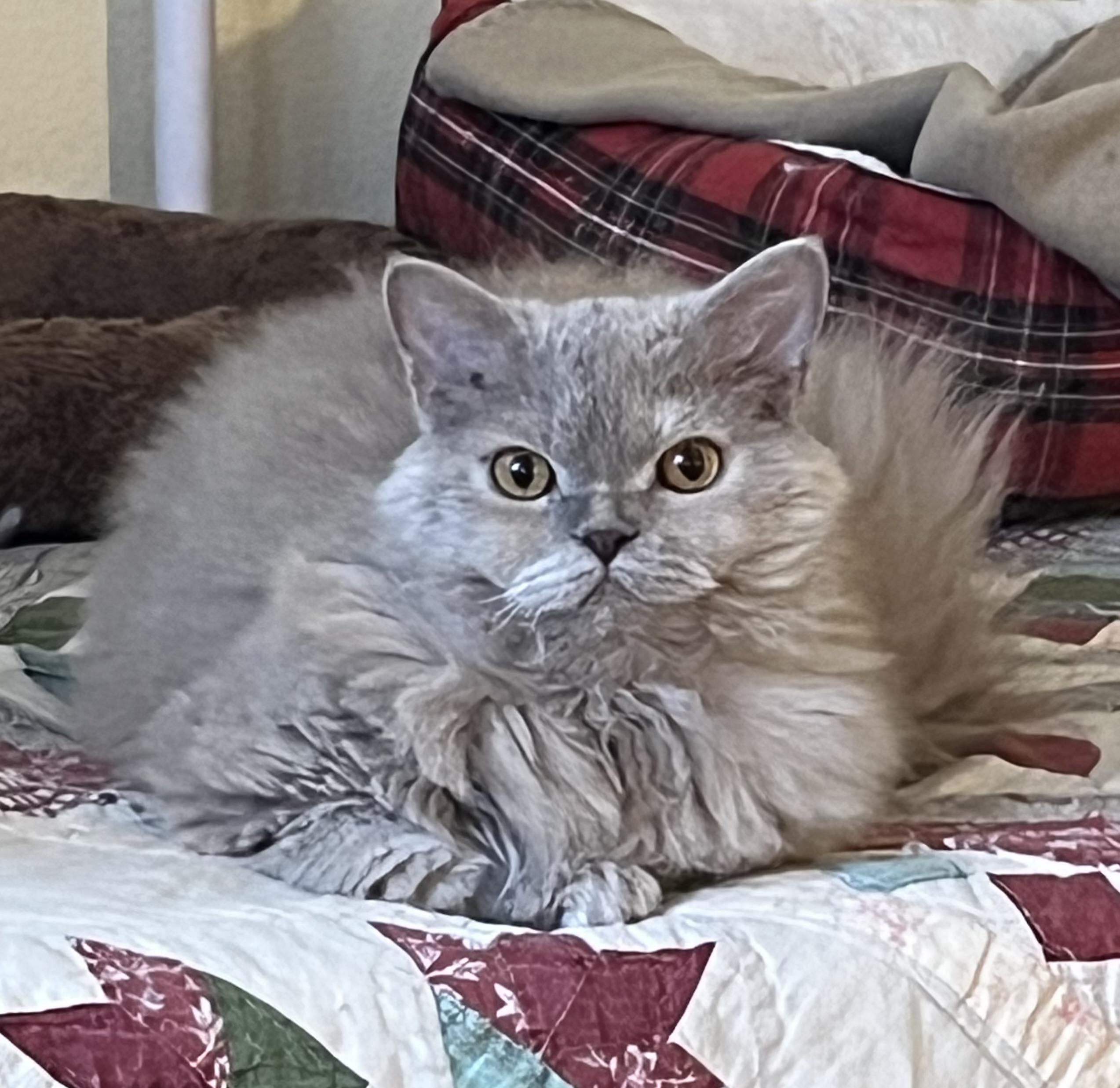 Enlarge FLURRY & EMBER, a Adoptable Persian in valparaiso, IN image 6/6