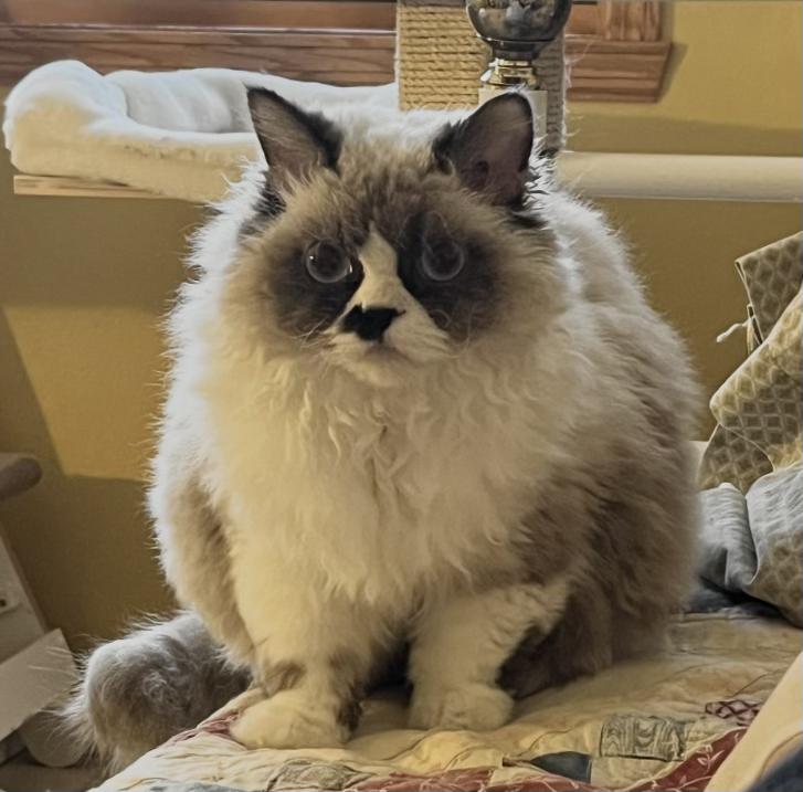 Enlarge FLURRY & EMBER, a Adoptable Persian in valparaiso, IN image 5/6