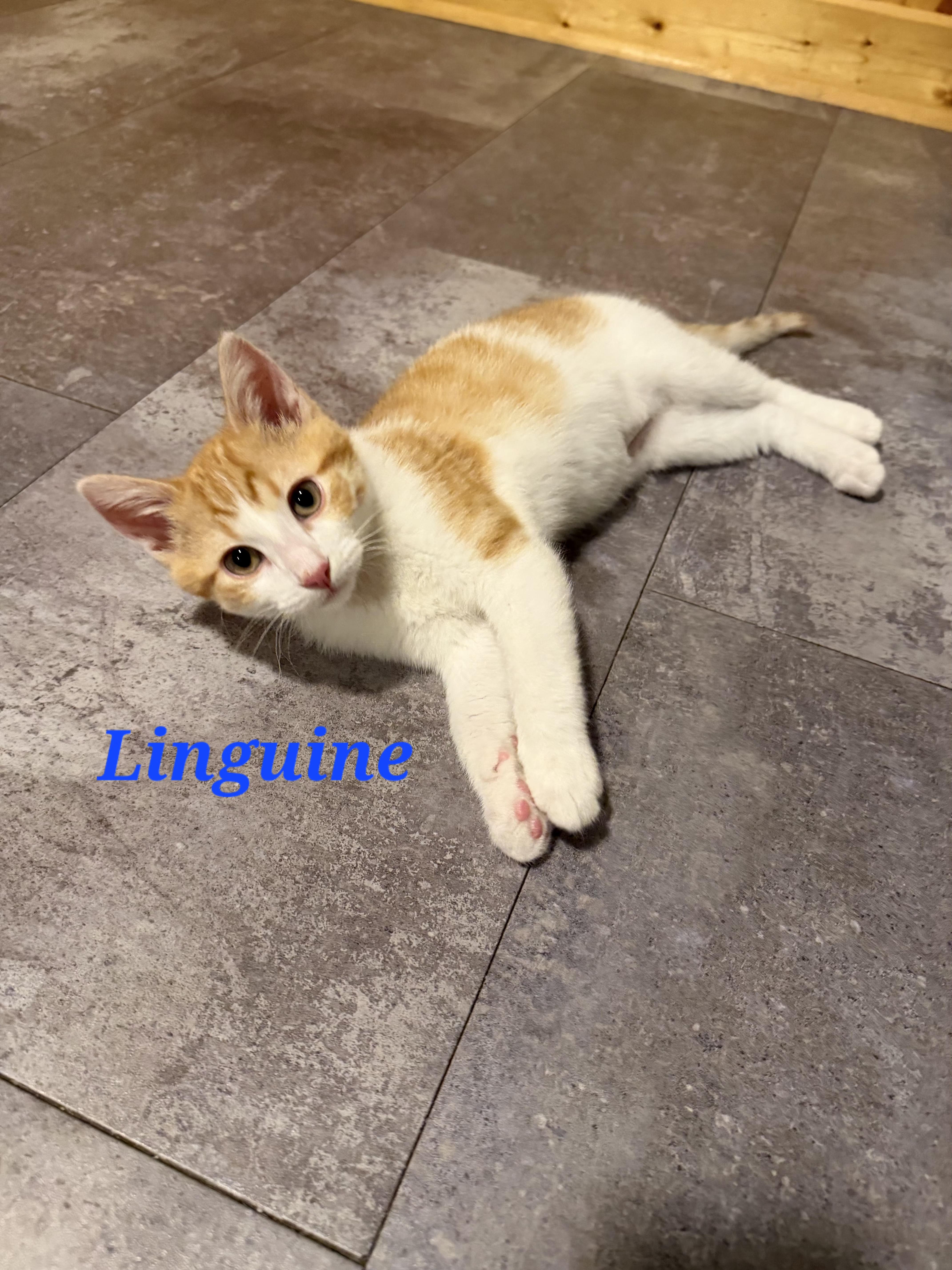 Enlarge Linguini, a Adopted Domestic Short Hair in Reeseville, WI image 1/1