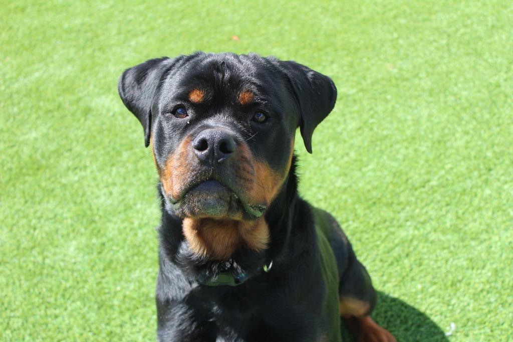 Enlarge Archie, a ADOPTABLE Rottweiler in Chestertown, MD image 1/4