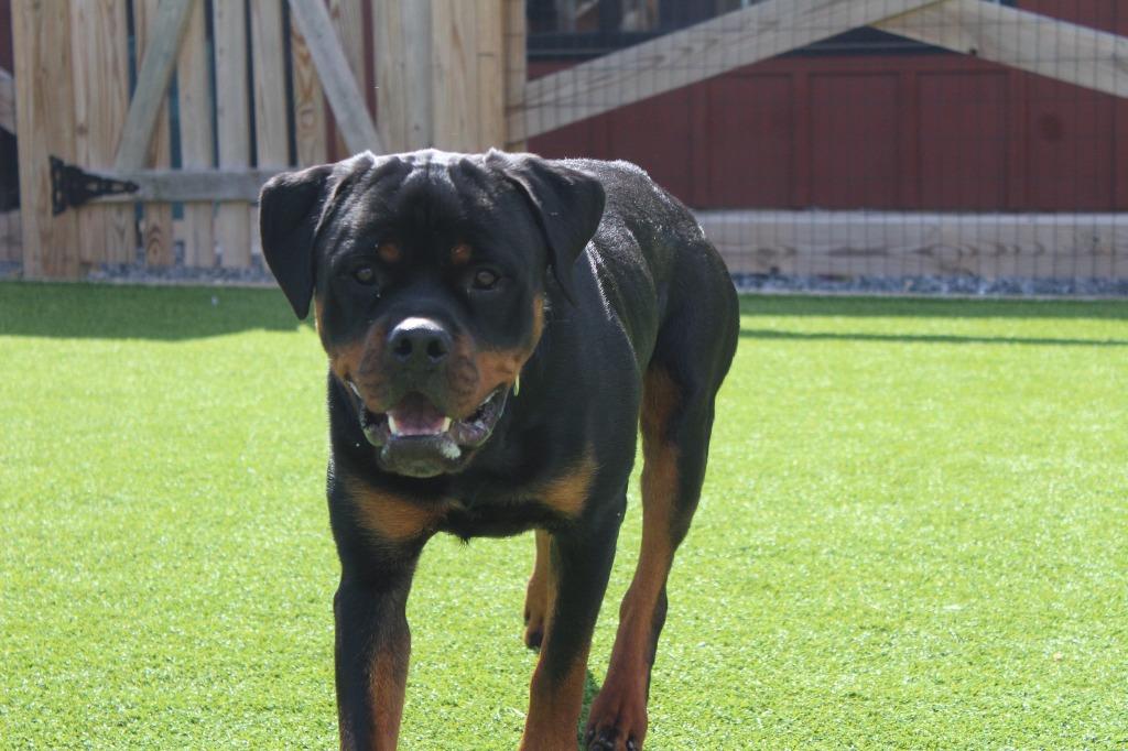Enlarge Archie, a ADOPTABLE Rottweiler in Chestertown, MD image 3/4