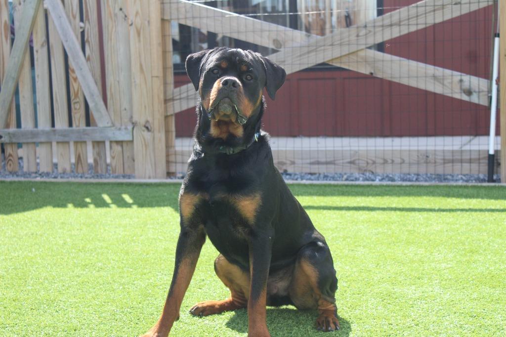 Enlarge Archie, a ADOPTABLE Rottweiler in Chestertown, MD image 2/4