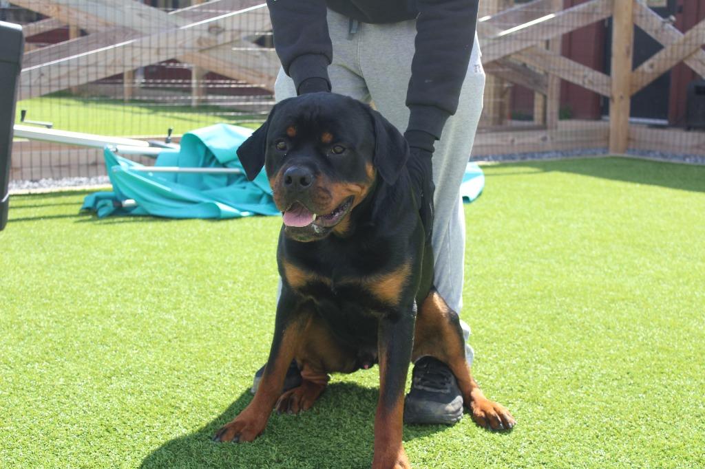 Enlarge Archie, a ADOPTABLE Rottweiler in Chestertown, MD image 4/4
