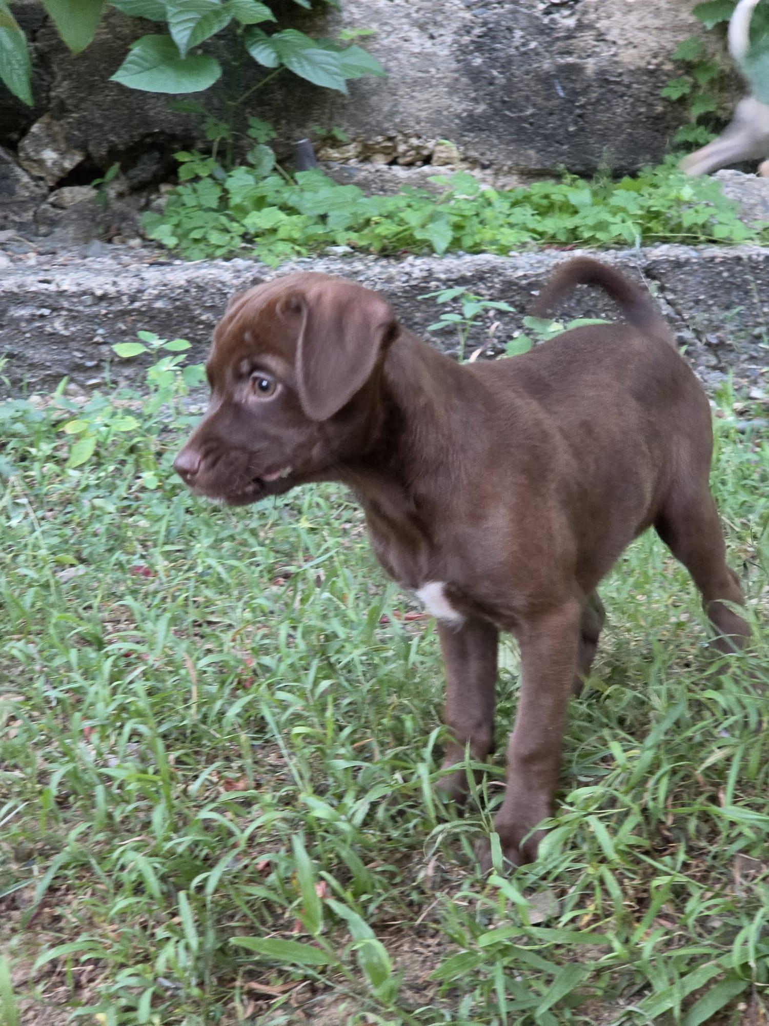Gemini, an adopted mixed breed in Orlando, FL image 6/6
