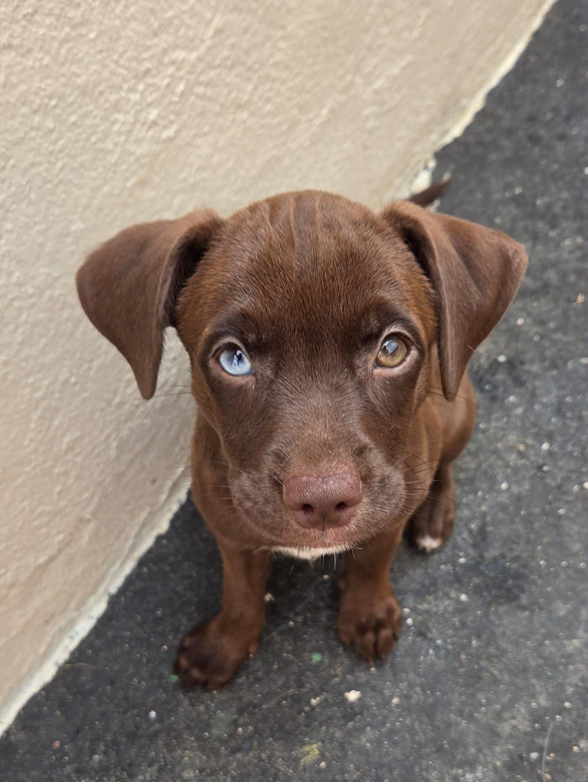 Gemini, an adopted mixed breed in Orlando, FL image 4/6