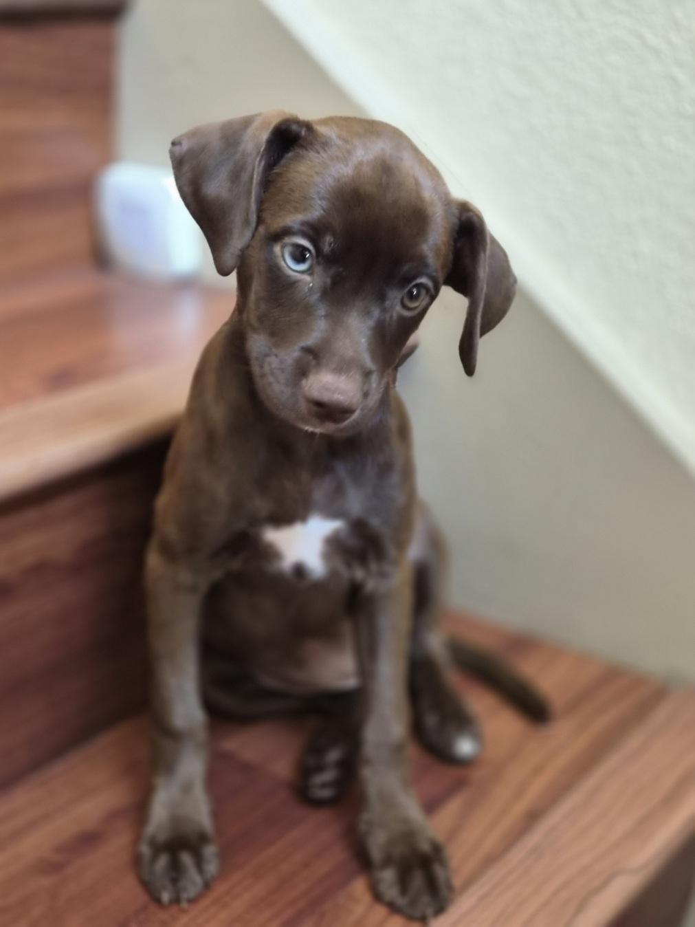 Gemini, an adopted mixed breed in Orlando, FL image 5/6