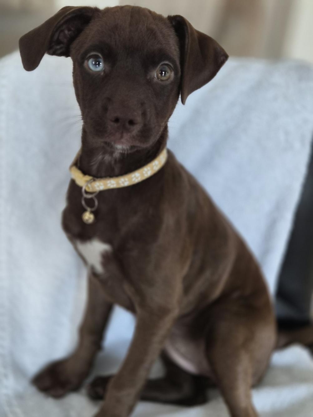 Gemini, an adopted mixed breed in Orlando, FL image 1/6
