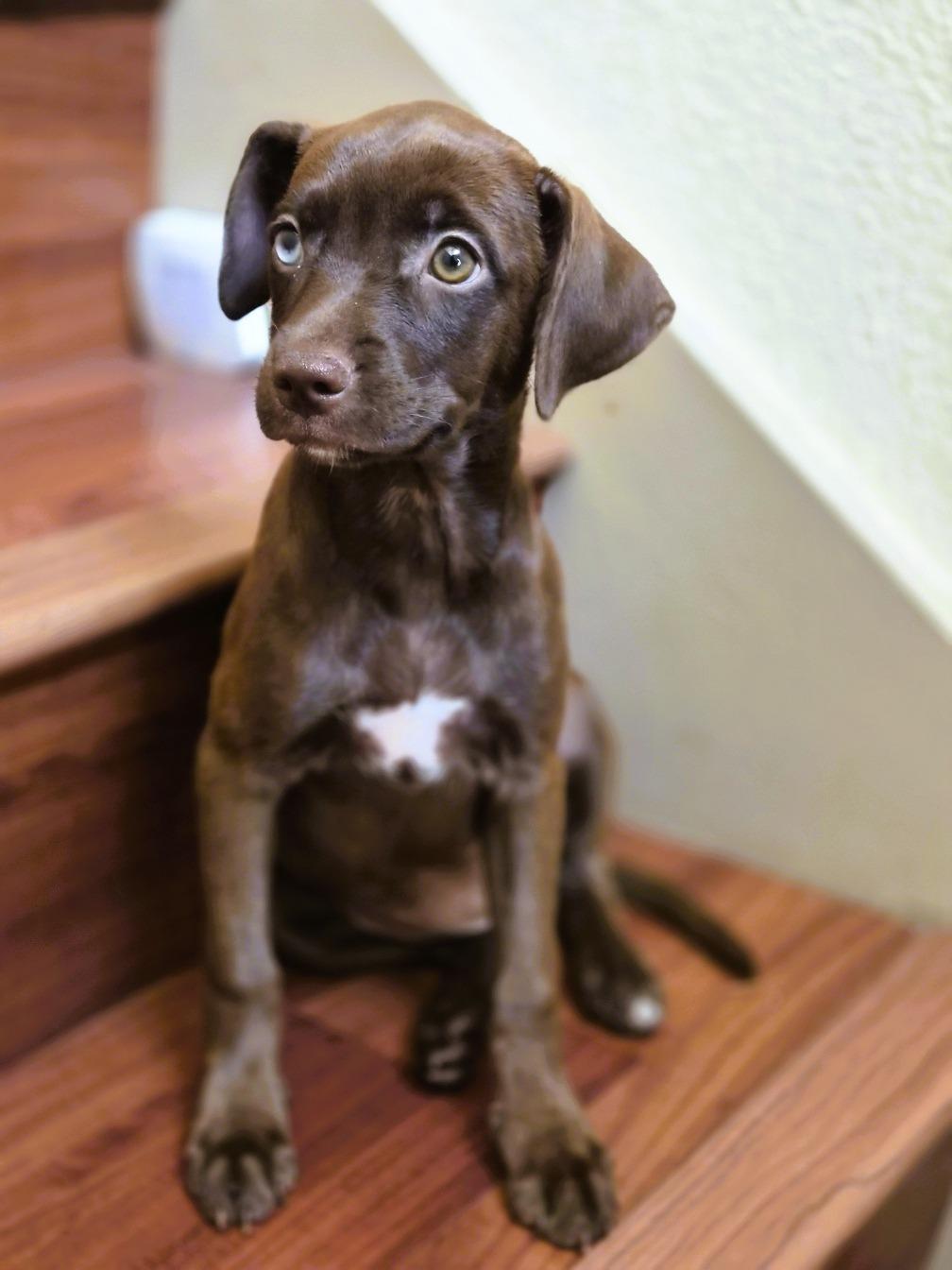 Gemini, an adopted mixed breed in Orlando, FL image 3/6