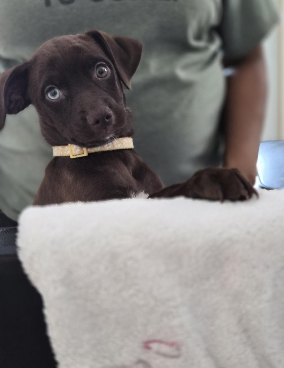 Gemini, an adopted mixed breed in Orlando, FL image 2/6