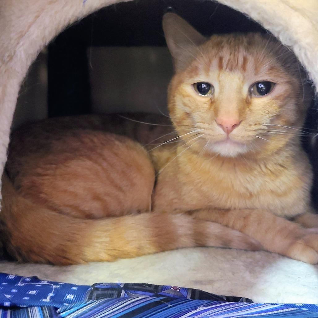 Winston, Adoptable, Adult Male Domestic Short Hair.