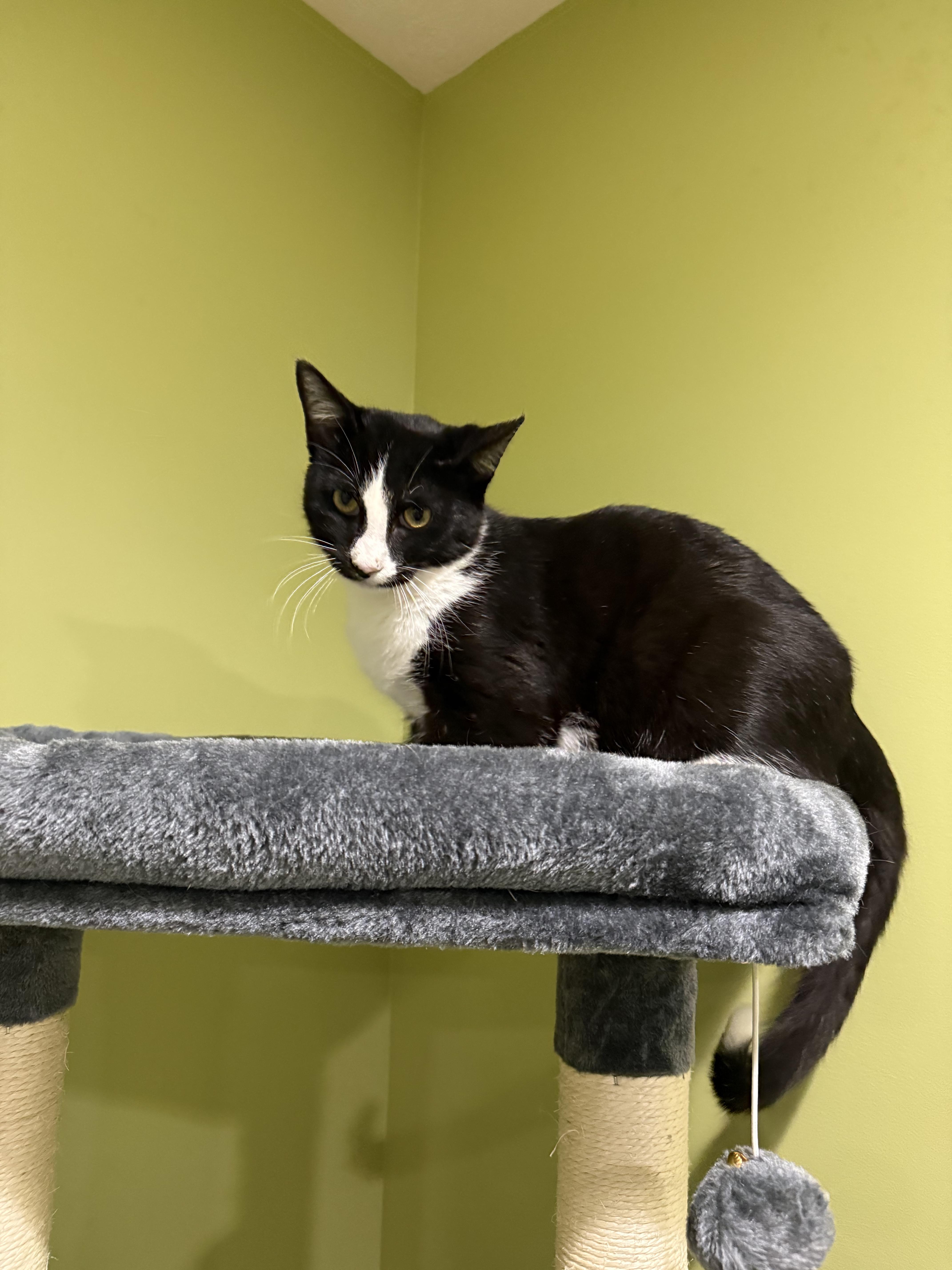 Skunk, a Adoptable Domestic Short Hair in Indianapolis, IN image 3/4
