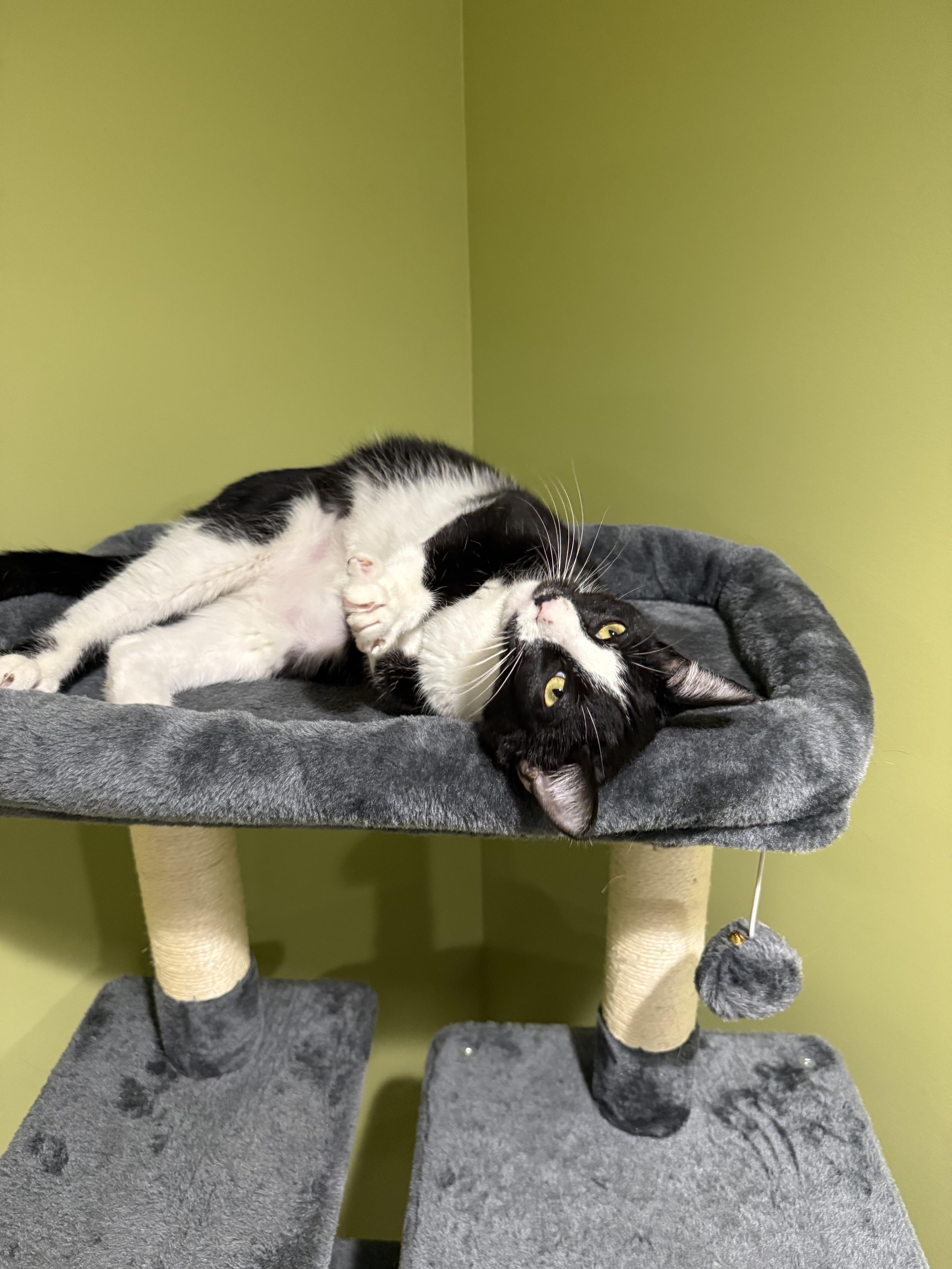 Skunk, a Adoptable Domestic Short Hair in Indianapolis, IN image 4/4