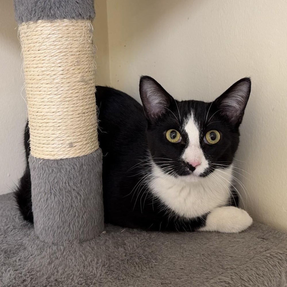 Skunk, a Adoptable Domestic Short Hair in Indianapolis, IN image 1/4