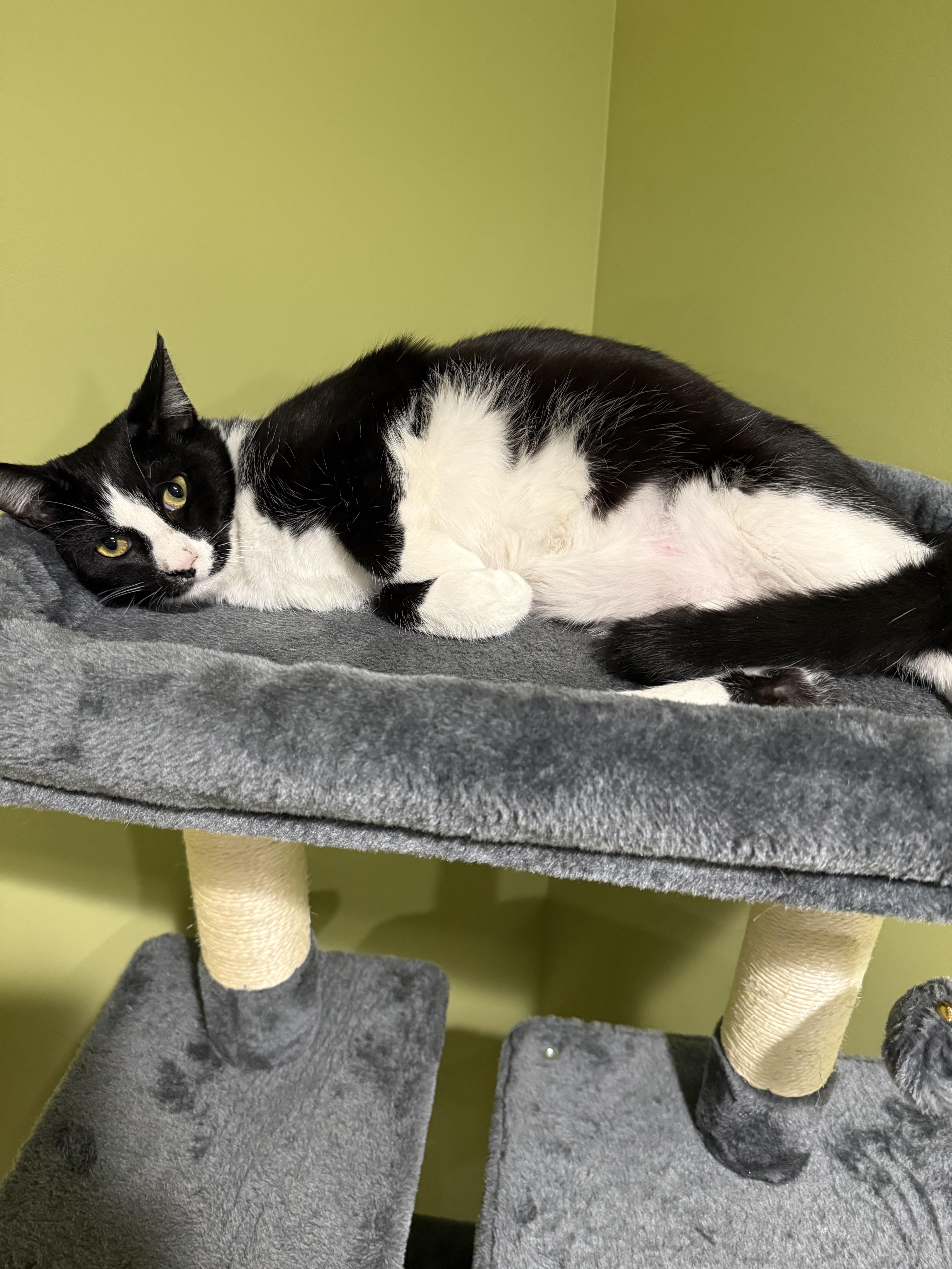 Skunk, a Adoptable Domestic Short Hair in Indianapolis, IN image 2/4