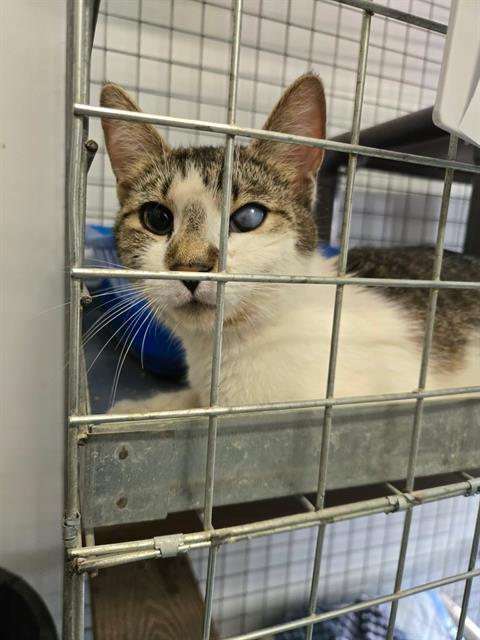 ROBIN, Adoptable, Young Female Domestic Short Hair.