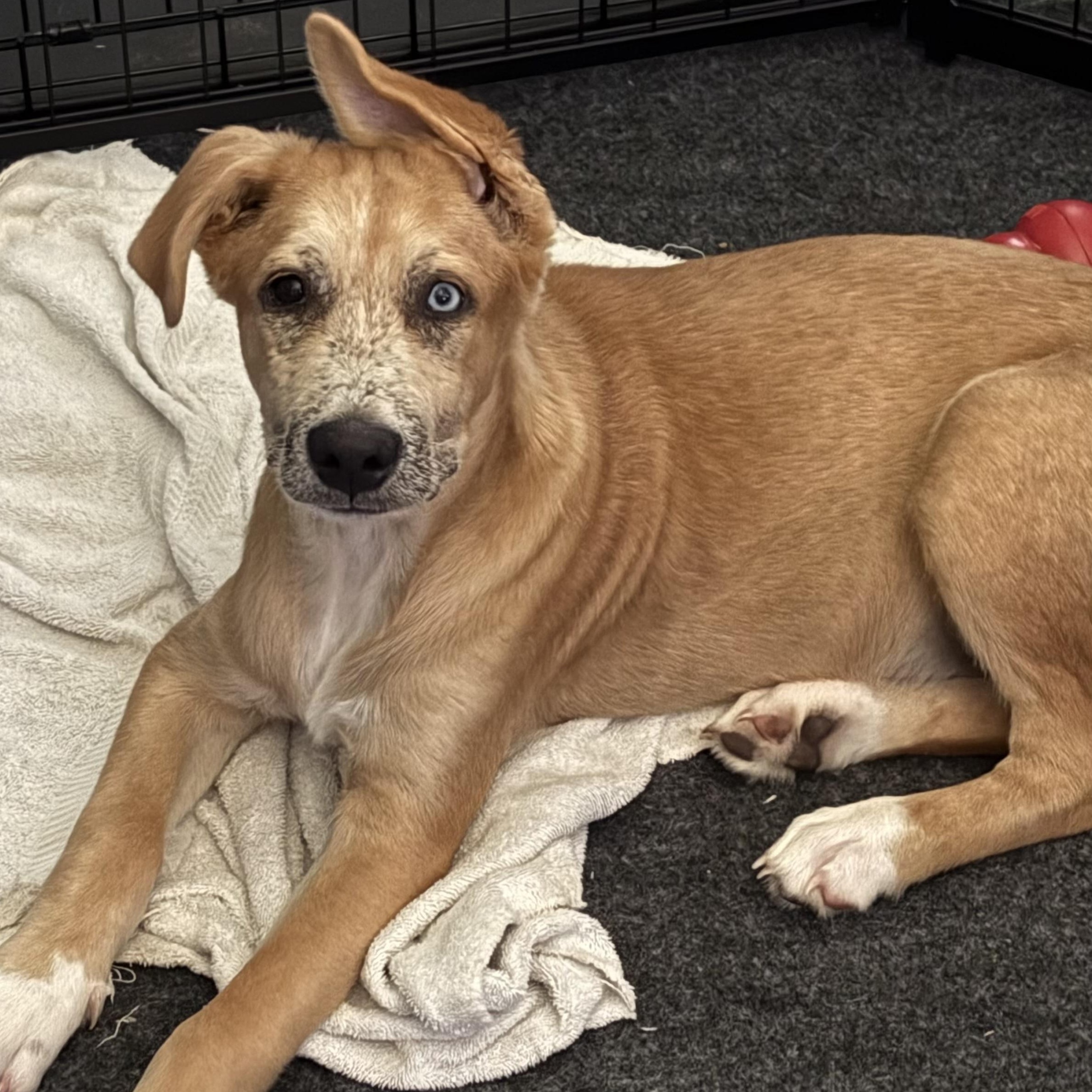 Ranger, a ADOPTABLE mixed breed in Krum, TX image 2/5