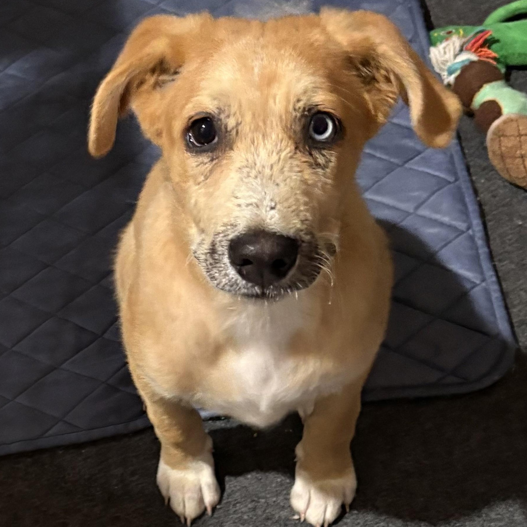 Ranger, ADOPTABLE, Puppy Male Great Pyrenees.