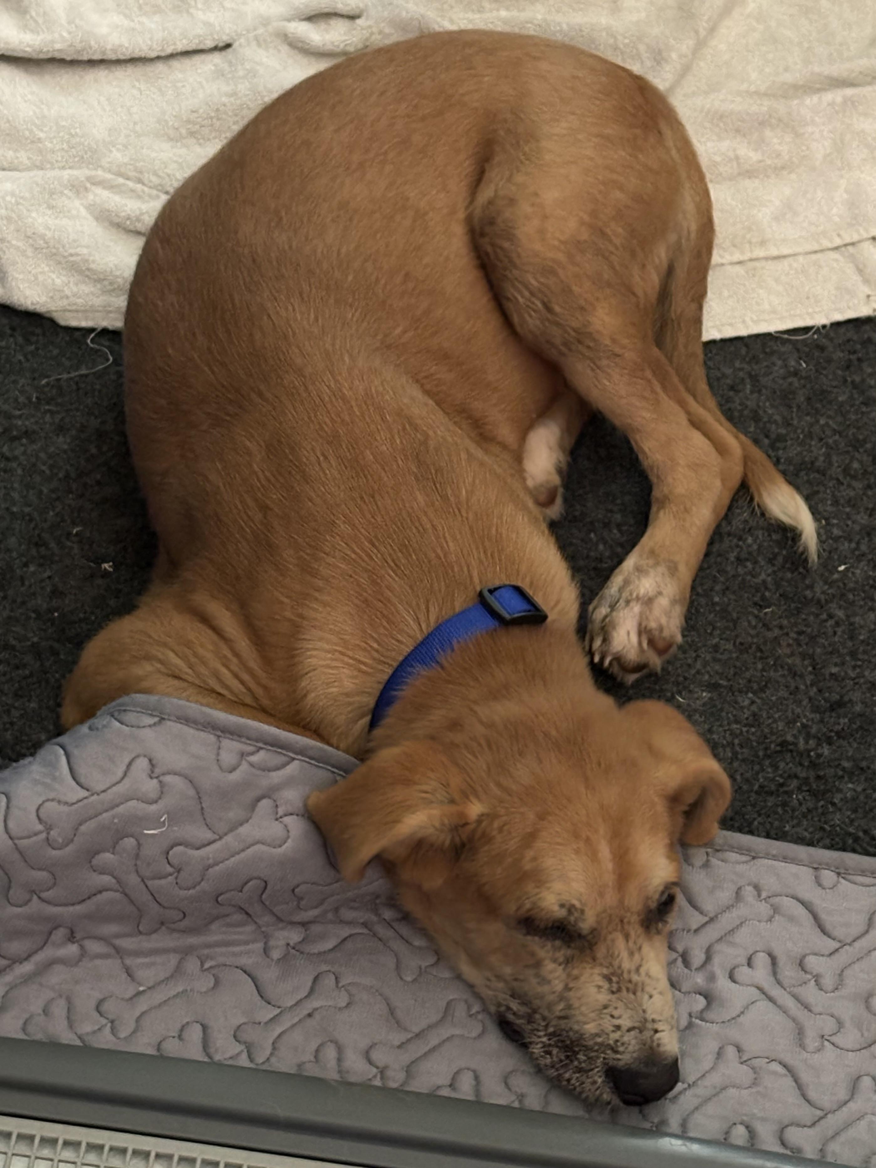 Ranger, a ADOPTABLE mixed breed in Krum, TX image 5/5