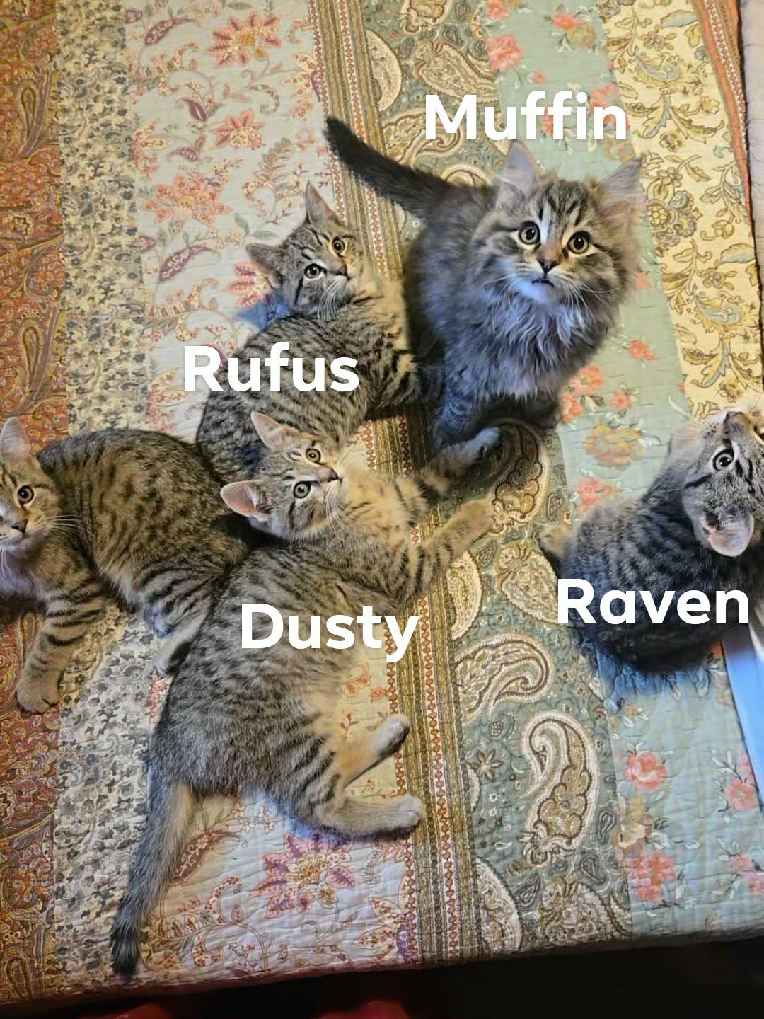 Enlarge Dusty, a Adopted Domestic Short Hair in Sicklerville , NJ image 1/3