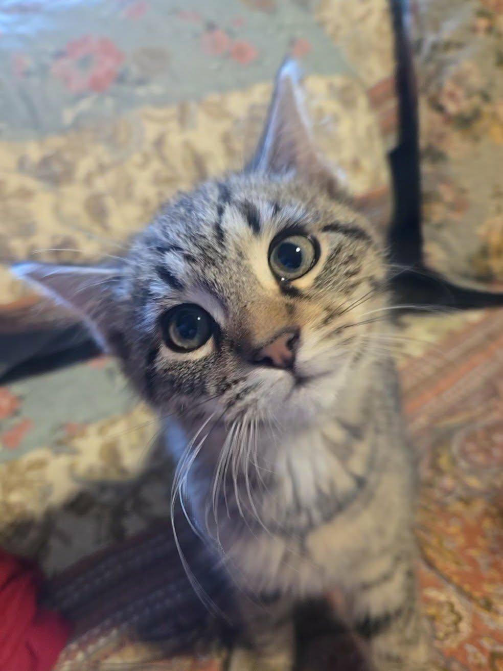 Enlarge Dusty, a Adopted Domestic Short Hair in Sicklerville , NJ image 2/3