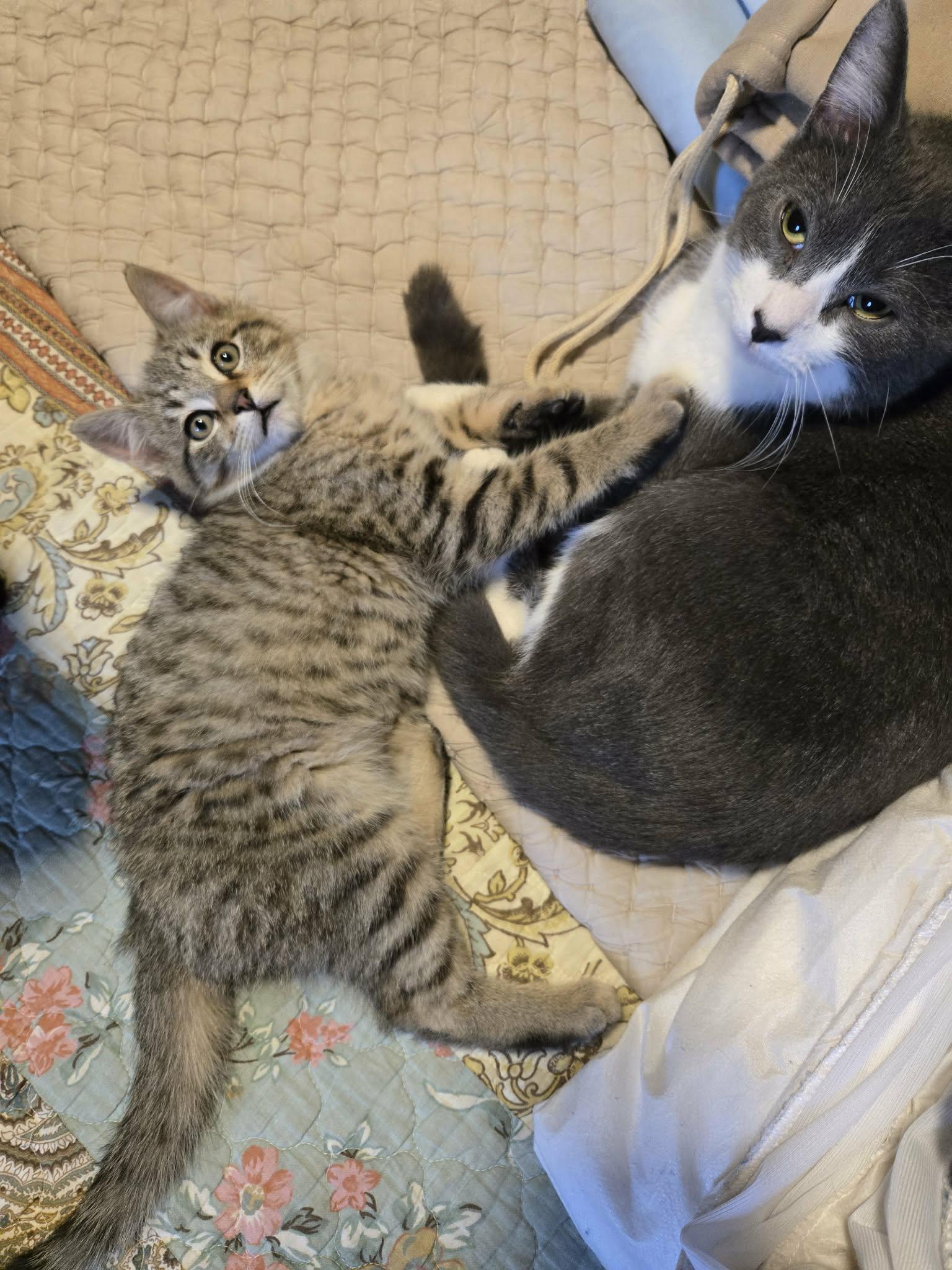 Enlarge Dusty, a Adopted Domestic Short Hair in Sicklerville , NJ image 3/3