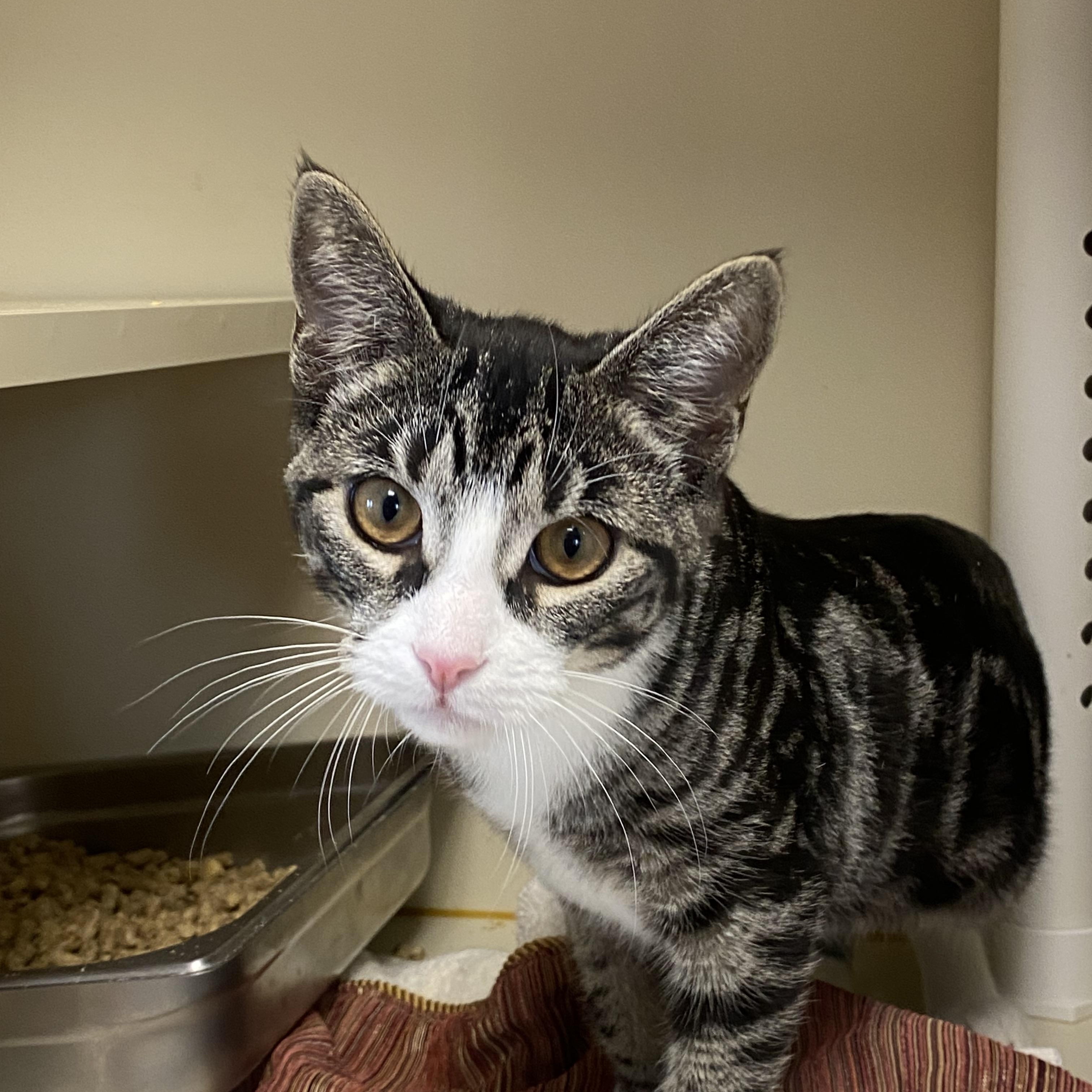 Enlarge Elantra, an adoptable Domestic Short Hair in Somerset, NJ image 2/5