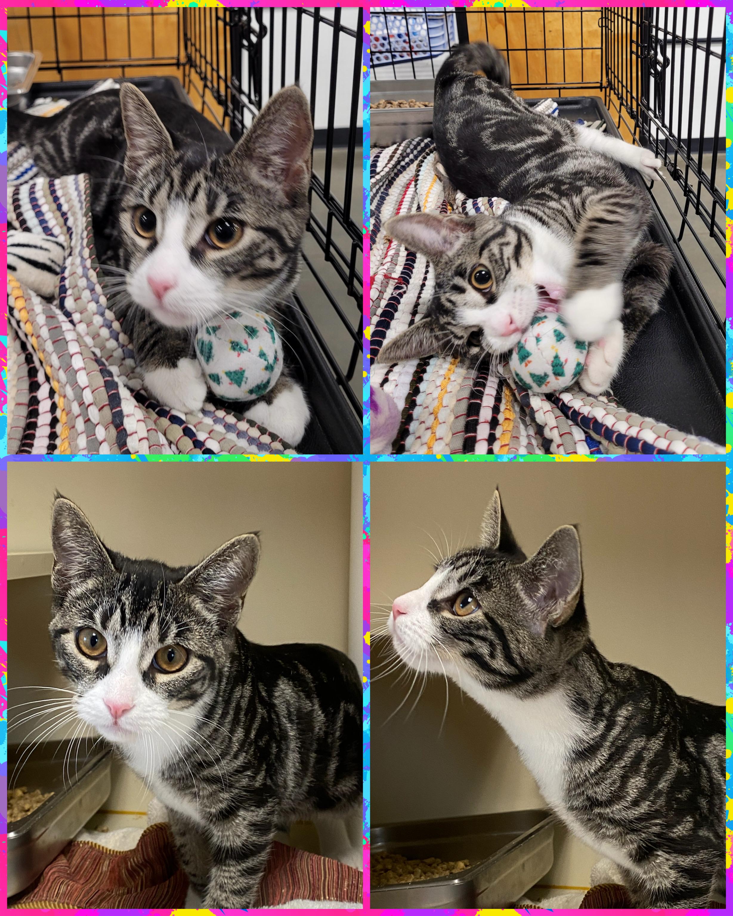 Elantra, adoptable, Young Female Domestic Short Hair.