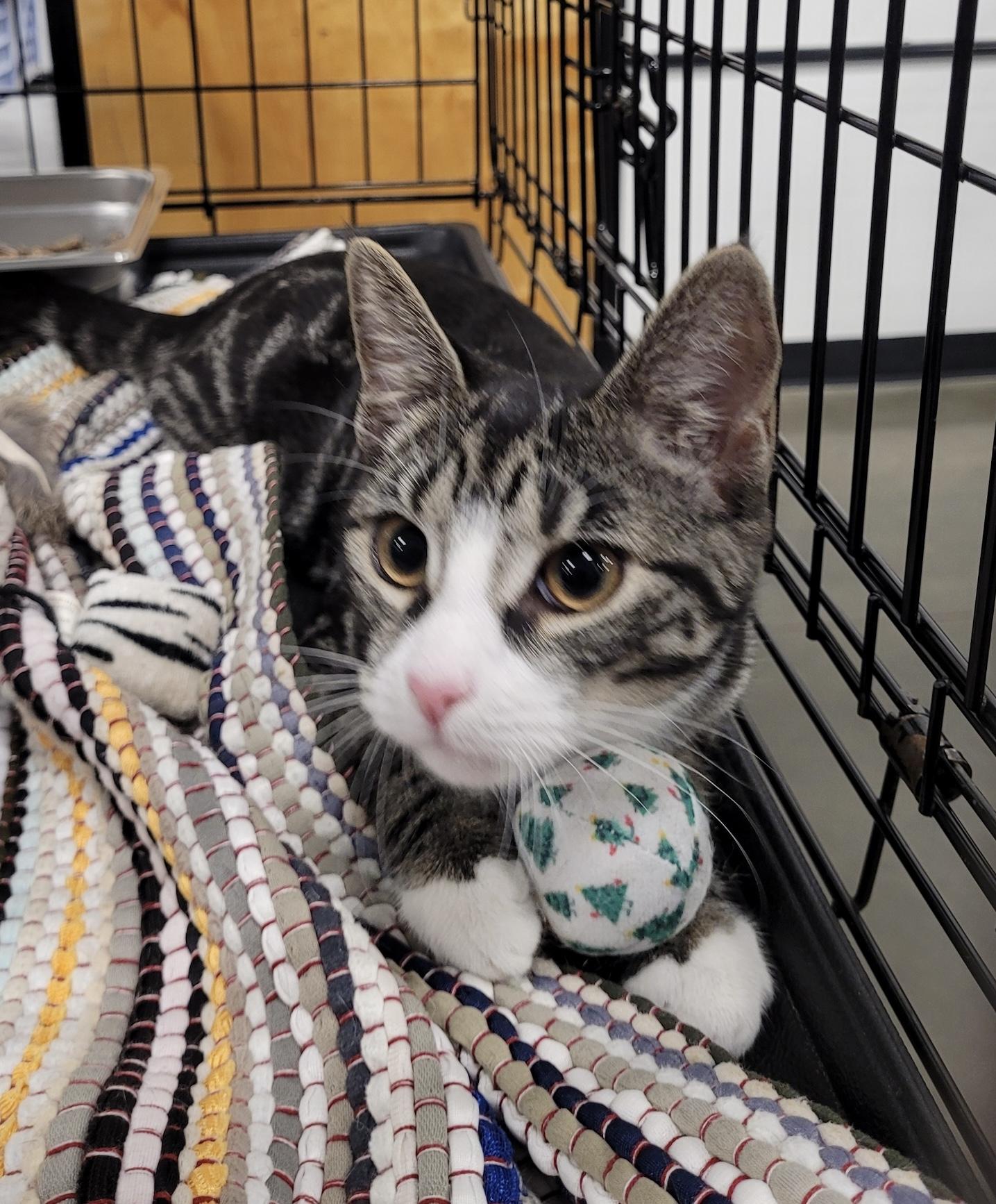 Enlarge Elantra, an adoptable Domestic Short Hair in Somerset, NJ image 3/5