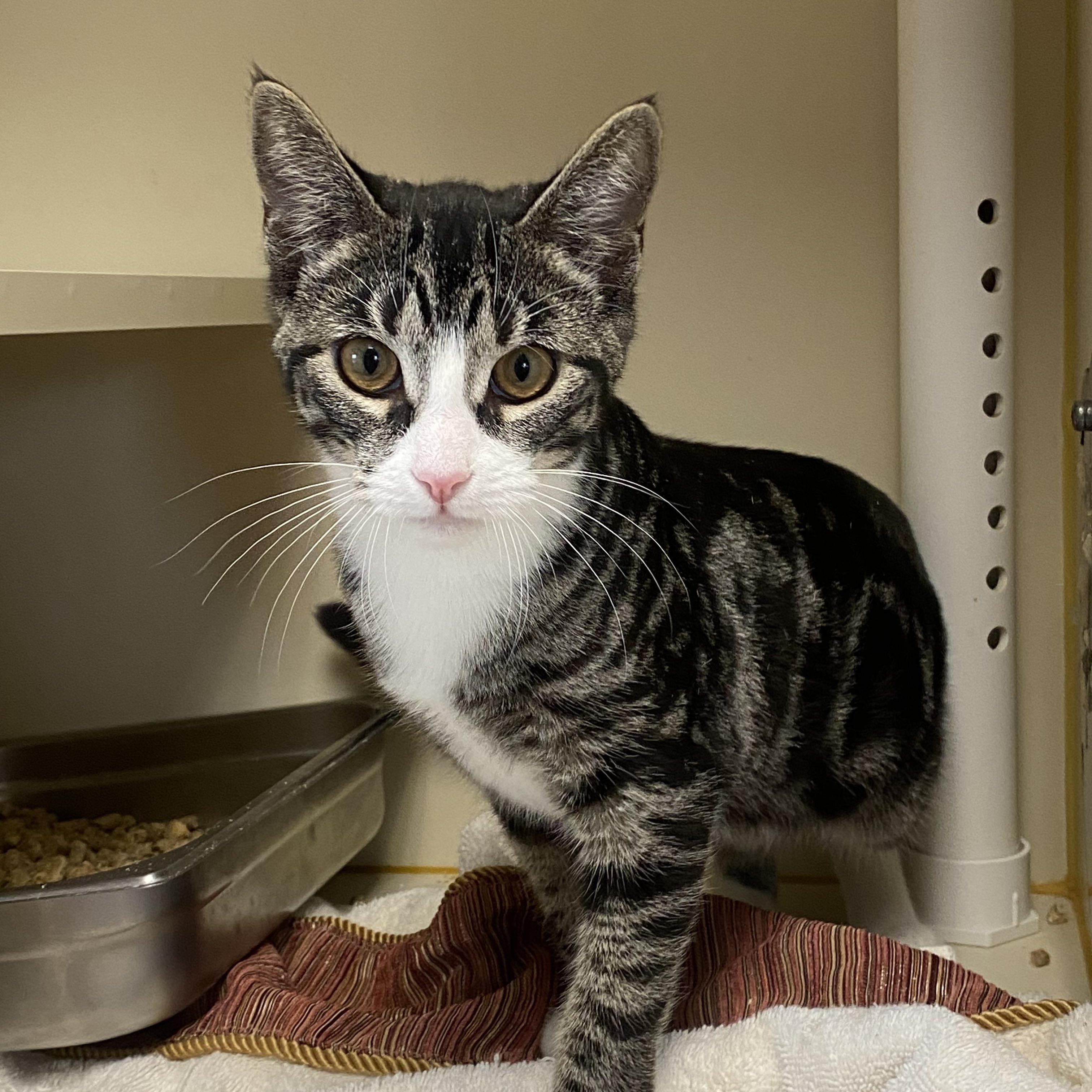 Enlarge Elantra, an adoptable Domestic Short Hair in Somerset, NJ image 4/5