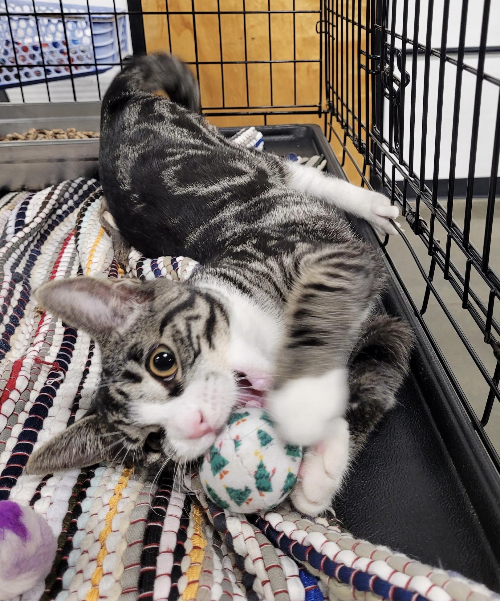 Enlarge Elantra, an adoptable Domestic Short Hair in Somerset, NJ image 5/5