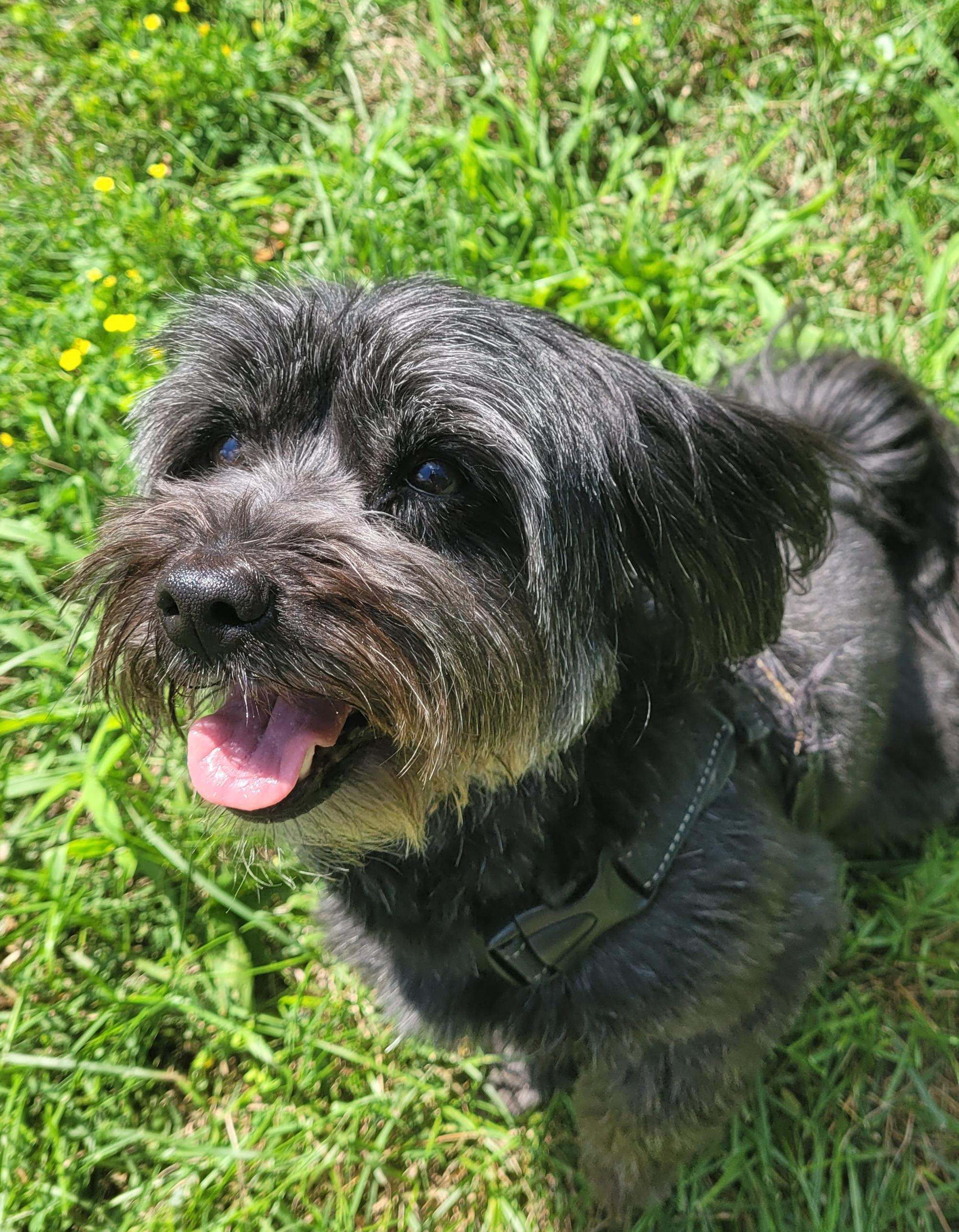 Princess must be adopted with Oliver (Seeking holistic adopters), a ADOPTABLE Mixed Breed in Warren, MI image 4/4
