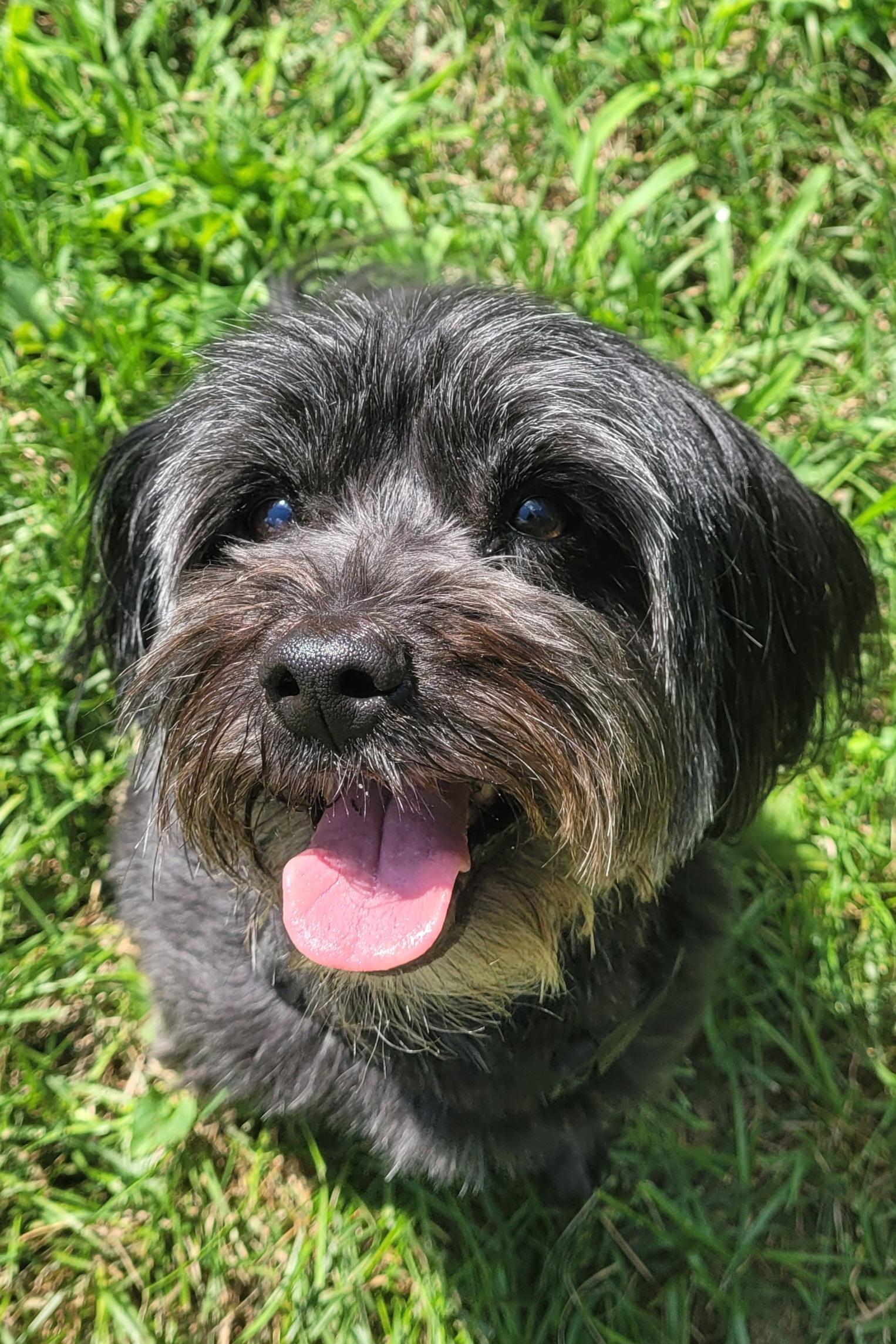 Princess must be adopted with Oliver (Seeking holistic adopters), ADOPTABLE, Senior Female Mixed Breed.