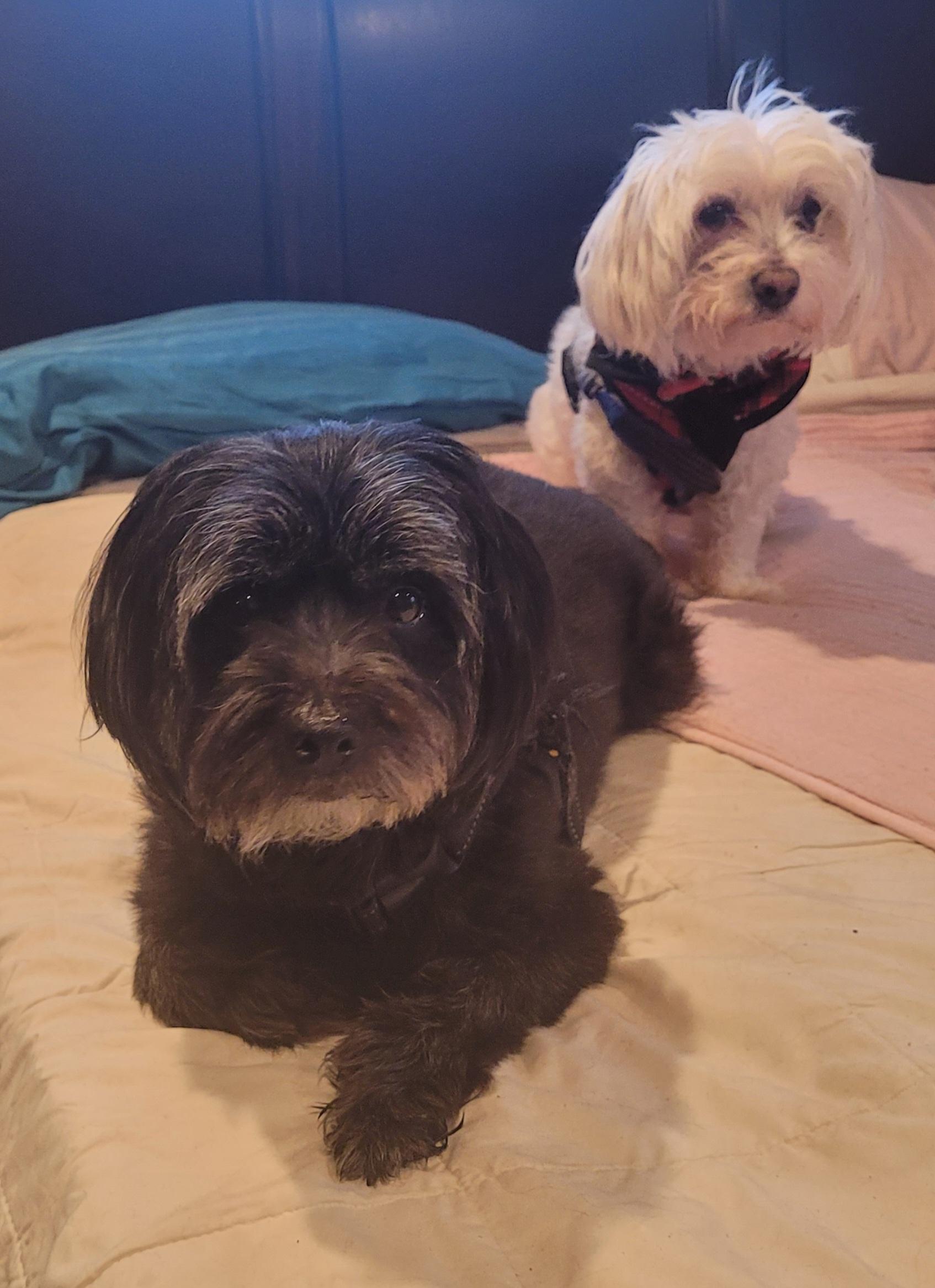 Princess must be adopted with Oliver (Seeking holistic adopters), a ADOPTABLE Mixed Breed in Warren, MI image 2/4