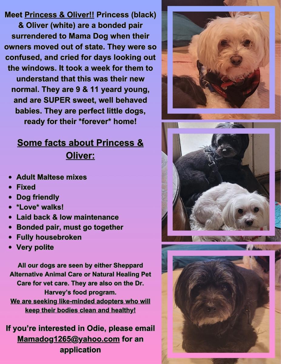 Princess must be adopted with Oliver (Seeking holistic adopters), a ADOPTABLE Mixed Breed in Warren, MI image 3/4