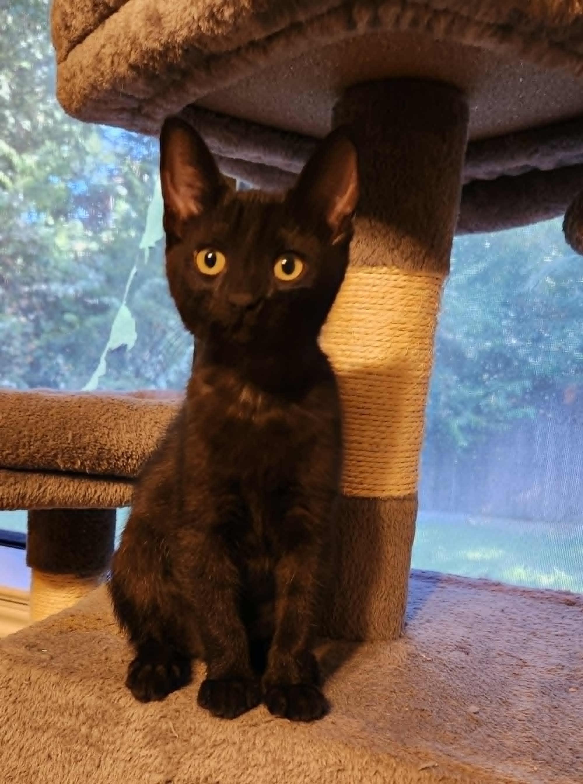 Susie, Young Female unknown