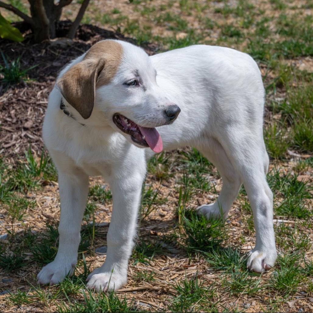 Paris, Adoptable, Puppy Female Great Pyrenees & Mixed Breed.