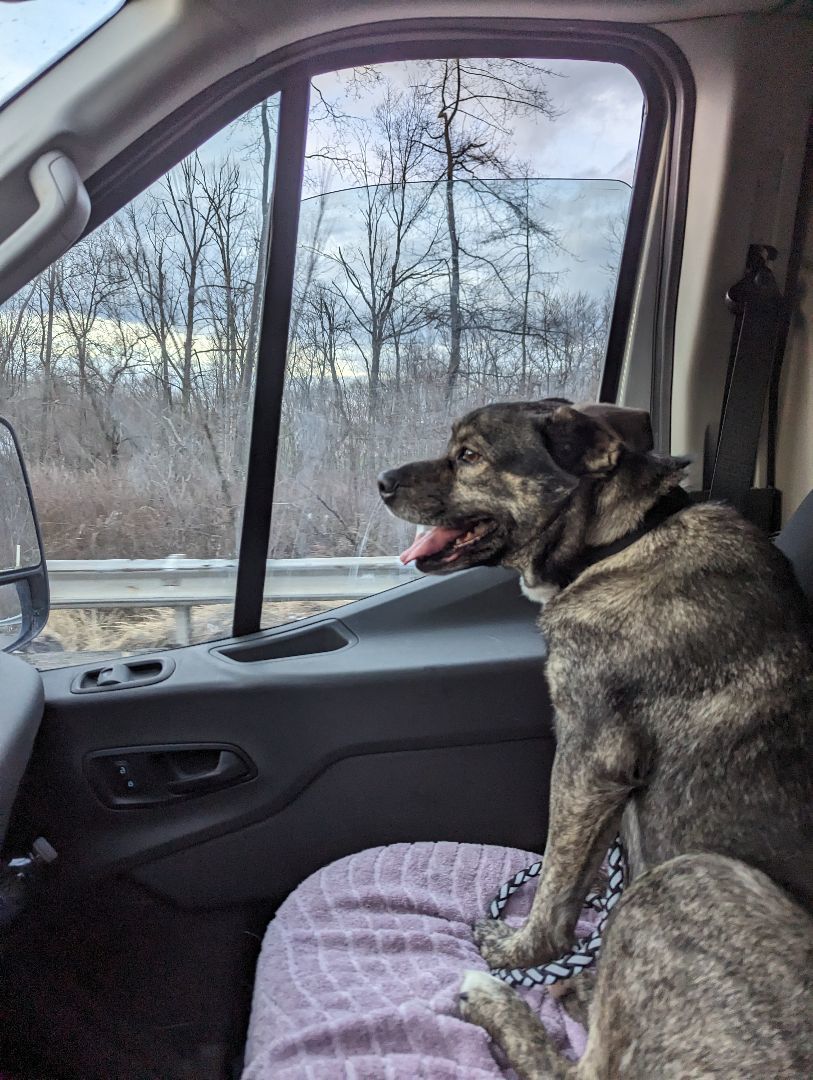 Ivy , Adoptable, Adult Female Husky & Pug.