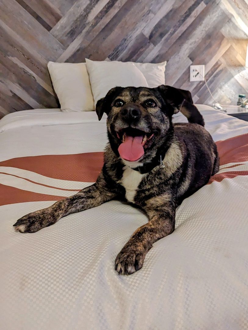 Ivy , Adoptable, Adult Female Husky & Pug.