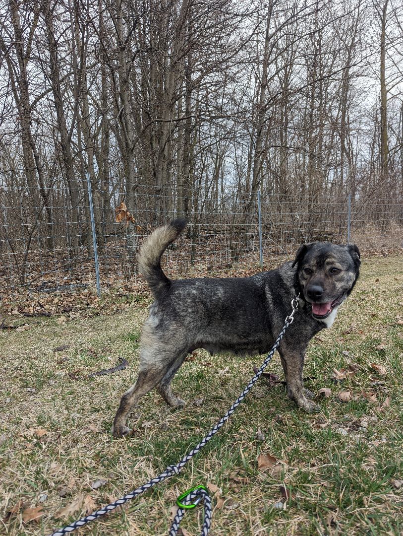 Ivy , a Adoptable mixed breed in Hesperia, CA image 3/4