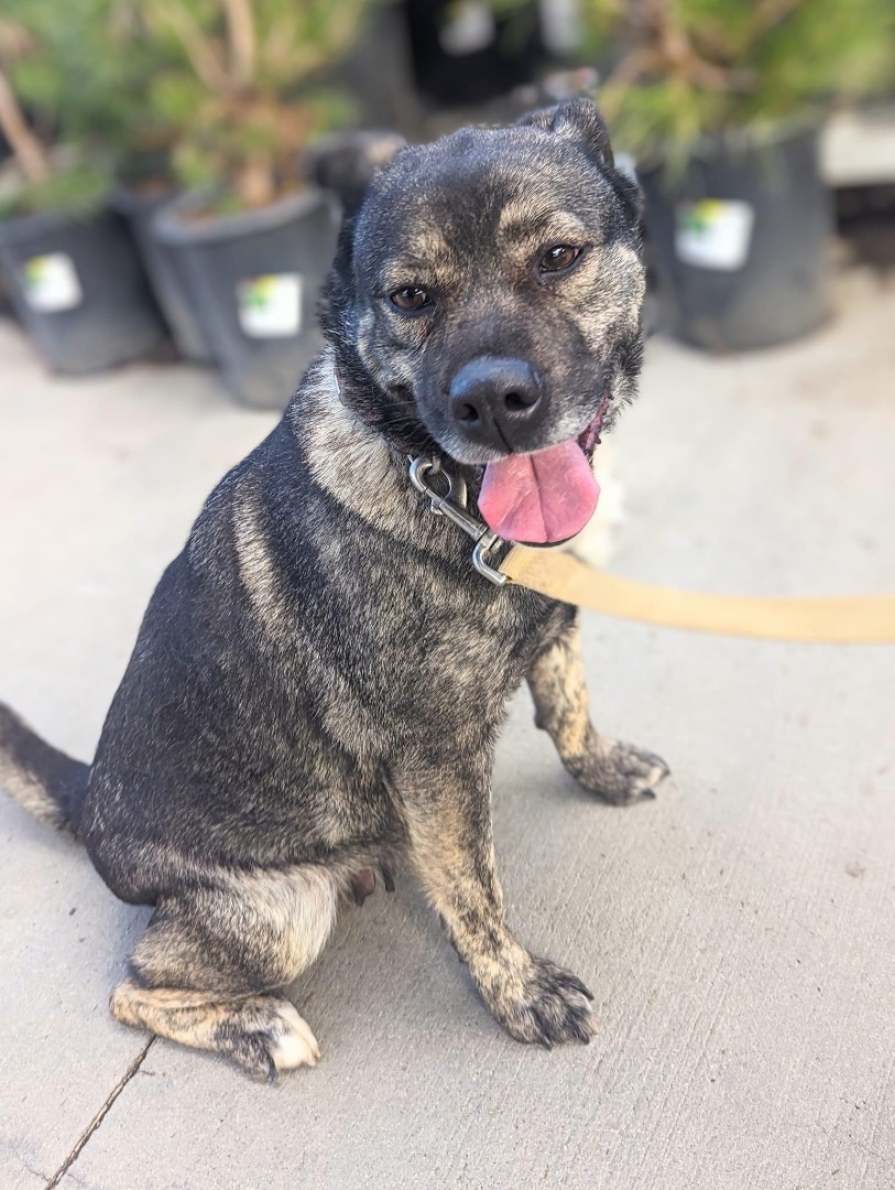 Ivy , Adoptable, Adult Female Husky & Pug.