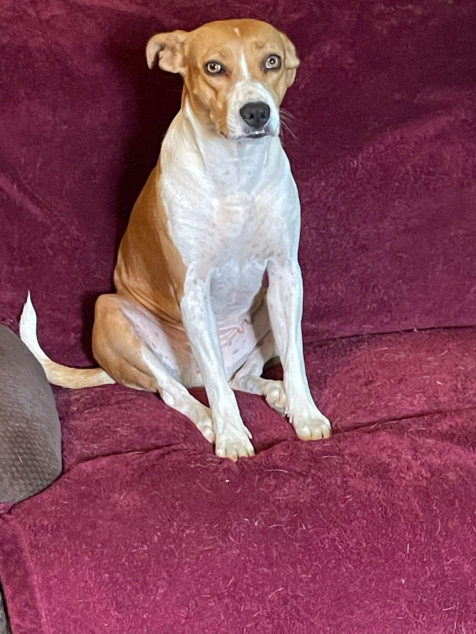 Bella, Adoptable, Young Female Boxer.