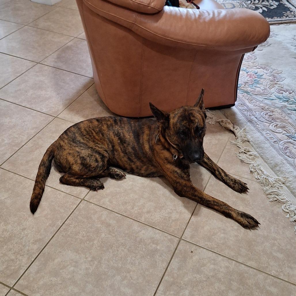 Sofia, Adoptable, Adult Female Dutch Shepherd.