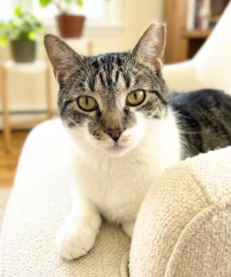 Tony, Adoptable, Young Male American Shorthair.