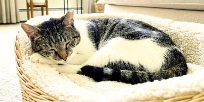 Enlarge Tony, a Adoptable American Shorthair in Union City, NJ image 4/5