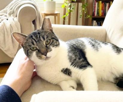Enlarge Tony, a Adoptable American Shorthair in Union City, NJ image 2/5