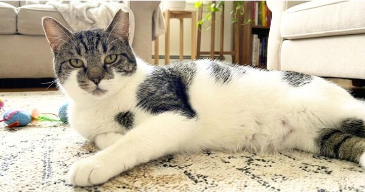 Enlarge Tony, a Adoptable American Shorthair in Union City, NJ image 3/5