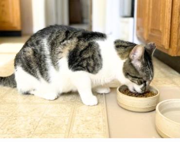 Enlarge Tony, a Adoptable American Shorthair in Union City, NJ image 5/5