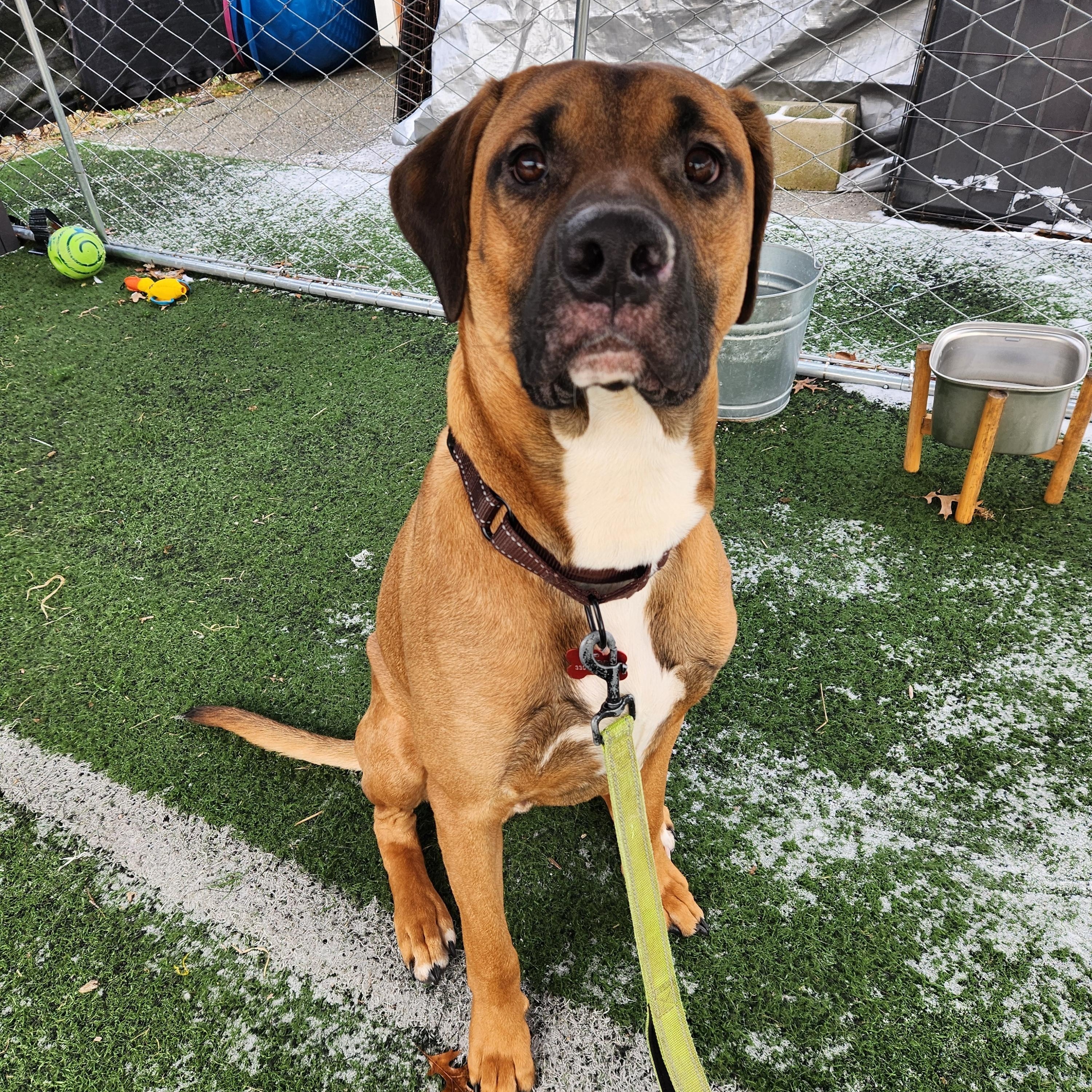 Blitzen, a ADOPTABLE mixed breed in Warren, OH image 2/2