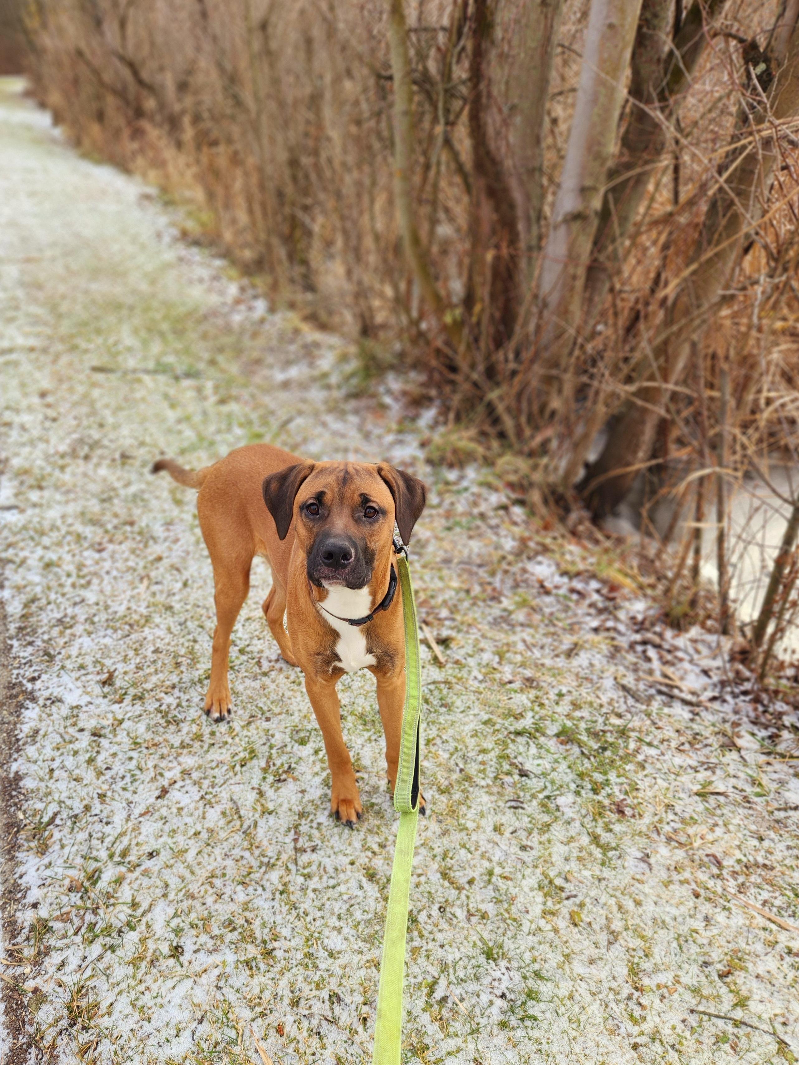 Blitzen, ADOPTABLE, Young Male Rhodesian Ridgeback.