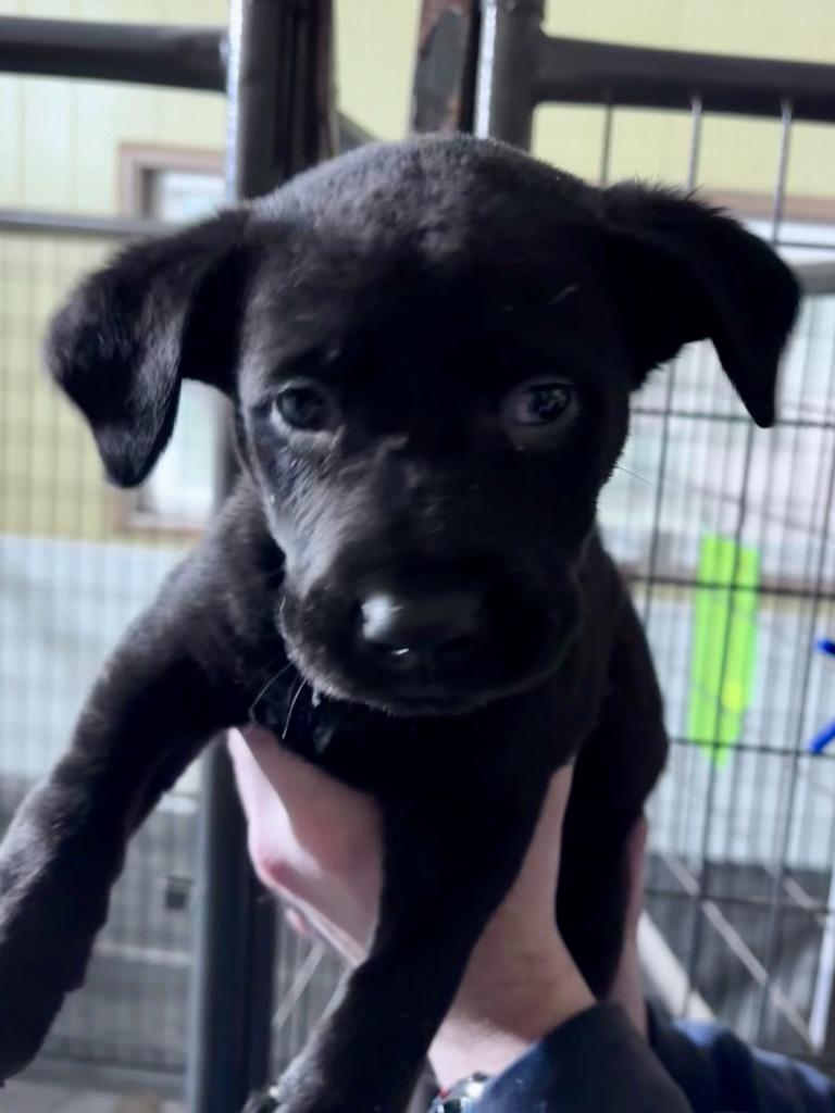Enlarge Leslie, a Adoptable mixed breed in Thompson Falls, MT image 1/2